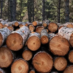 Gestapeld stamhout in het bos
