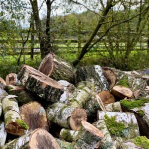 Stamhout – berk | Bois Frabot