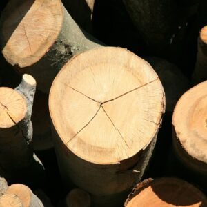 Stamhout – beuk | Bois Frabot