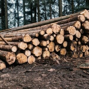 Stamhout beuk – voorraad boomstammen