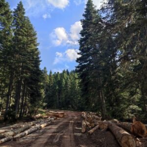 Stamhout – douglas | Bois Frabot