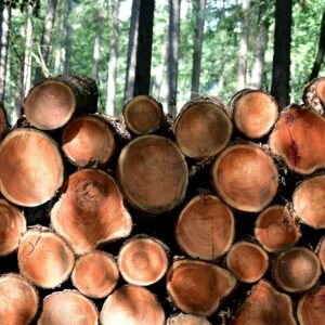 Stamhout eik – voorraad dikke boomstammen
