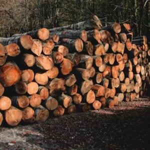 Stamhout es – voorraad dikke boomstammen