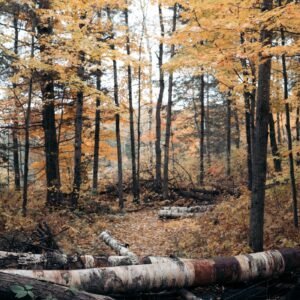 Stamhout – esdoorn | Bois Frabot