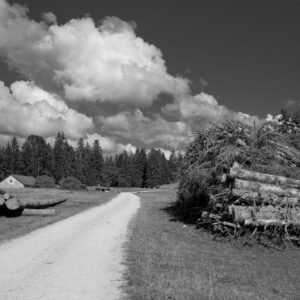 Stamhout – fijnspar | Bois Frabot