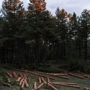 Stamhout – grove den | Bois Frabot