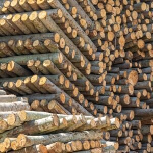 Stamhout – haagbeuk | Bois Frabot
