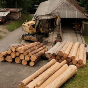 Stamhout – haagbeuk – foto 2 | Bois Frabot