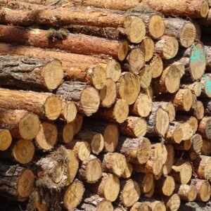 Stamhout – lariks | Bois Frabot