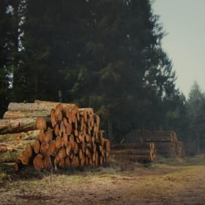 Stamhout – naaldhout | Bois Frabot
