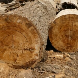 Stamhout – populier | Bois Frabot
