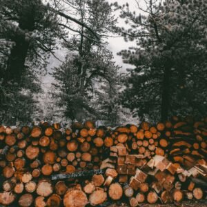 Stamhout – zilverspar | Bois Frabot
